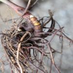 Black Cohosh Rhizome