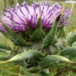 Silybum Marianum Flower