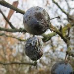 Prunus Spinosa (Blackthorn)