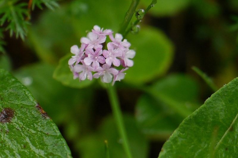 Valeriana Flower