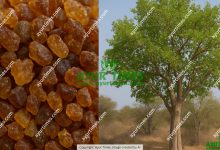 Guggulu Gum (resin of the Commiphora mukul tree)