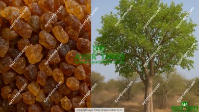 Guggulu Gum (resin of the Commiphora mukul tree)